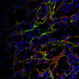 Three Colour Antibody Stain